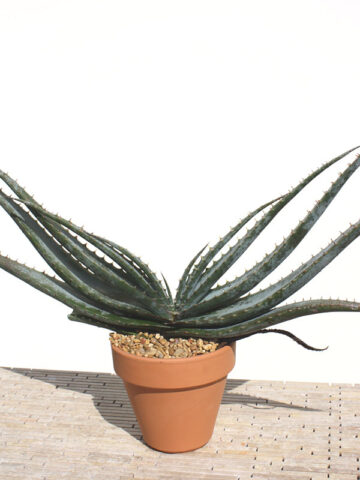(2 Plants) Mr Mustacheo Aloe Plant (aloe suprafoliata)