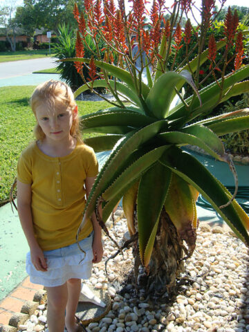 Lg. Best for Landscape Madagascar Torch Aloe Plant (aloe vaombe)