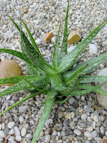 Tiger Stripe Aloe Plant (aloe hybrid)