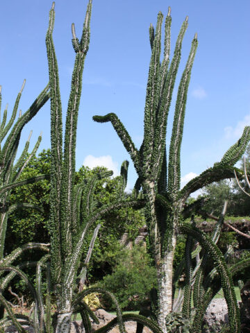 Alternative view of Lg. Majestic Devils Dagger Cactus Plant (alluaudia montagnaci)
