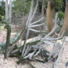 Lg. Majestic Devils Dagger Cactus Plant (alluaudia montagnaci)