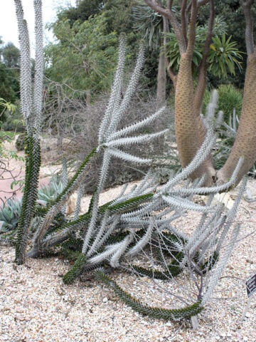 Lg. Majestic Devils Dagger Cactus Plant (alluaudia montagnaci)