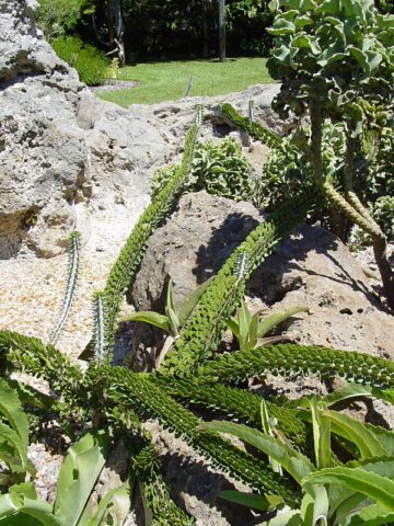 Alternative view of Bold Silver Desert Serpent Cactus Plant (alluaudia procera)