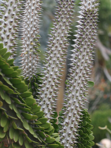 Bold Silver Desert Serpent Cactus Plant (alluaudia procera)