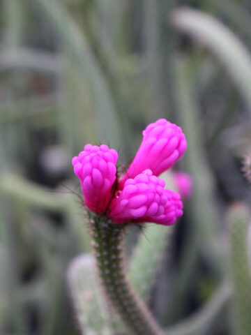 Alternative view of Bright Neon Broom Cactus Plant (arrojadoa penicillata)