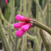 Bright Neon Broom Cactus Plant (arrojadoa penicillata)