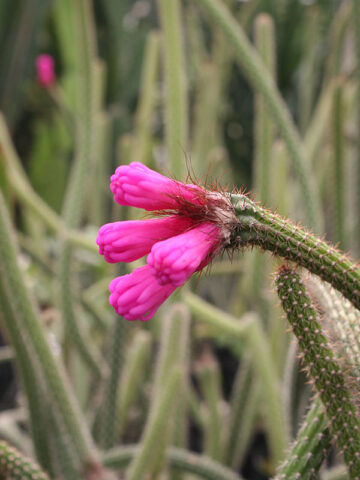 Bright Neon Broom Cactus Plant (arrojadoa penicillata)