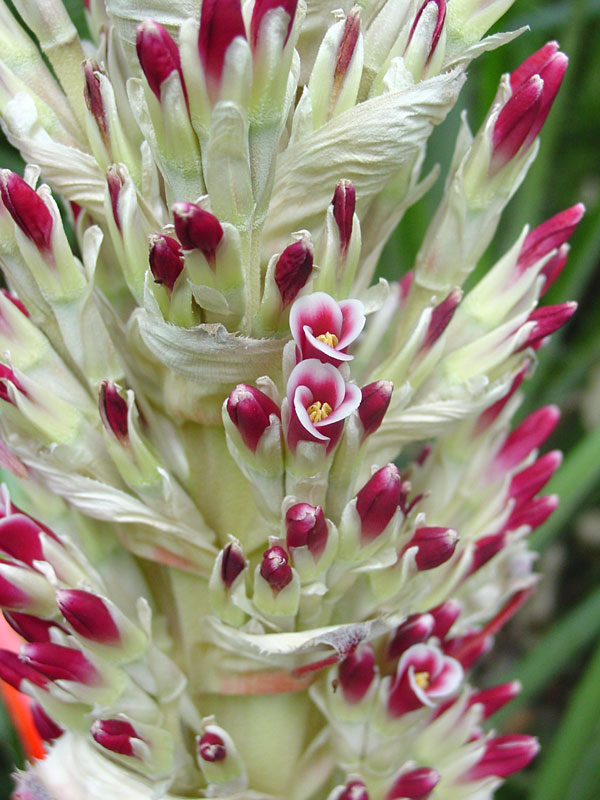 Lg. Heart of Flames Bromeliad Plant (bromelia balansae) - Image 2