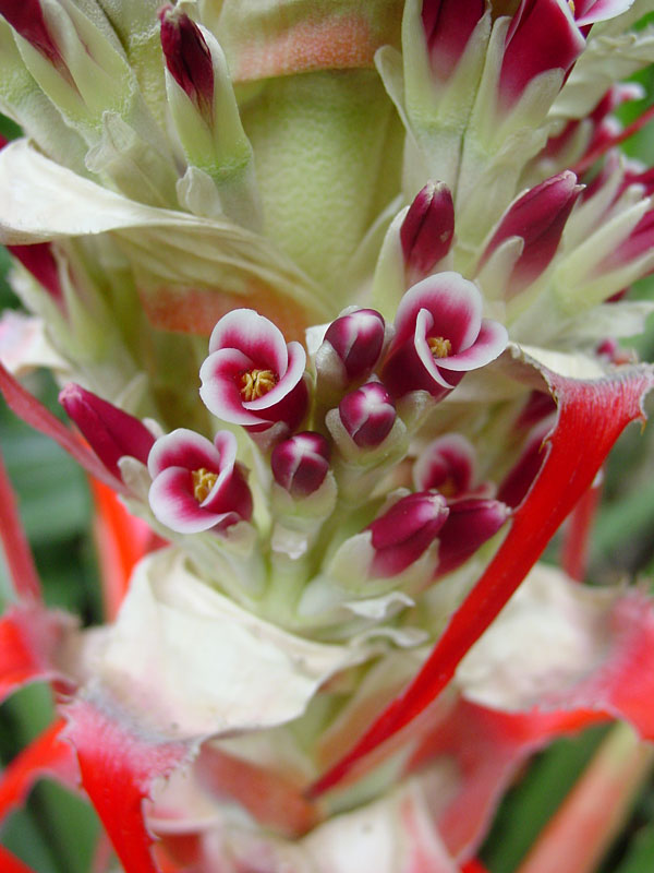 Lg. Heart of Flames Bromeliad Plant (bromelia balansae) - Image 3
