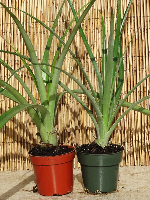 Lg. Heart of Flames Bromeliad Plant (bromelia balansae) - Image 6