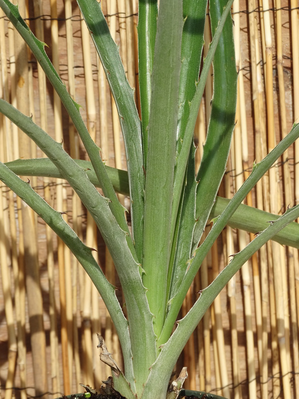 Lg. Heart of Flames Bromeliad Plant (bromelia balansae) - Image 7