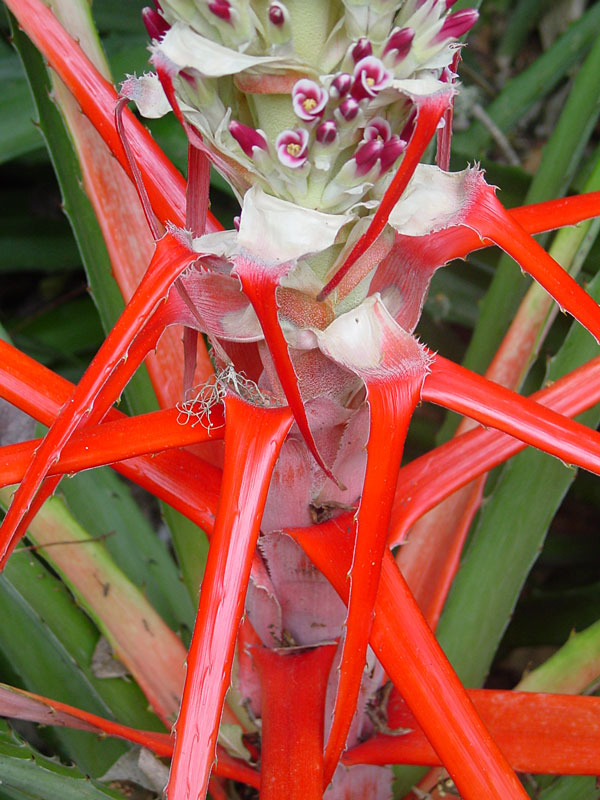 Lg. Heart of Flames Bromeliad Plant (bromelia balansae) - Image 8