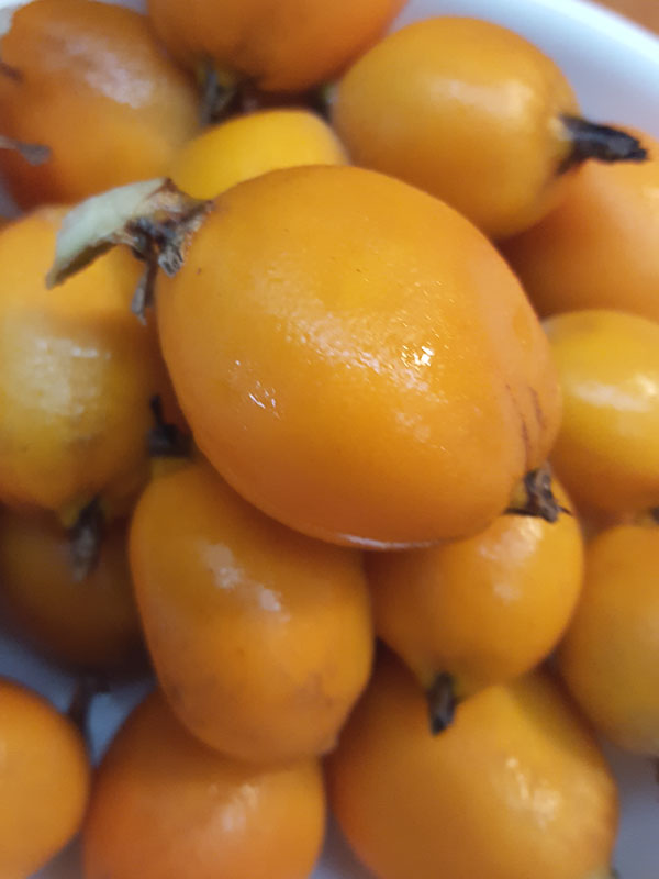 Lg. Heart of Flames Bromeliad Plant (bromelia balansae) - Image 5