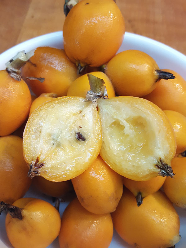 Lg. Heart of Flames Bromeliad Plant (bromelia balansae) - Image 4