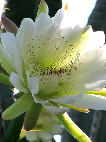 Alternative view of Delicious Desert Apple Cactus Plant (cereus peruvianus)