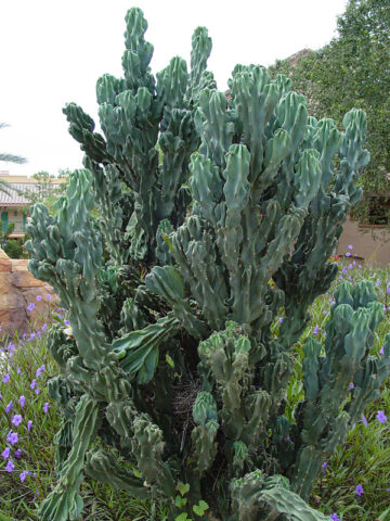 Lg. Knobby Monstrose Apple Cactus Plant (cereus peruvianus monstrose)
