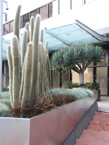 Clustering Giant Snow Pole Cactus Plant (cleistocactus strausii)