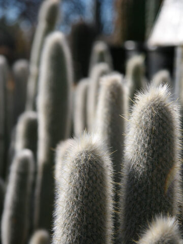 Alternative view of Clustering Giant Snow Pole Cactus Plant (cleistocactus strausii)