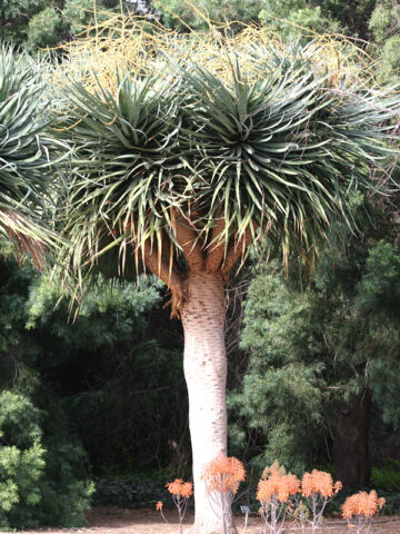 XL Stunning Canary Island Dragon Tree (dracaena draco)