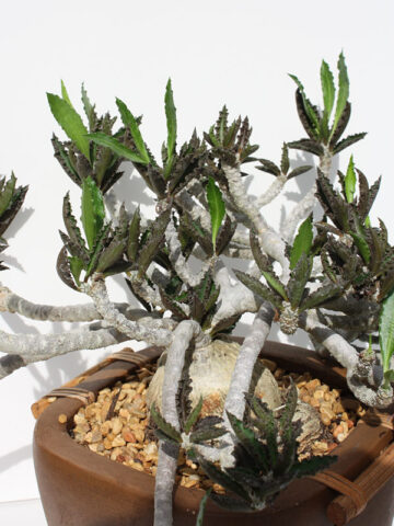 Alternative view of Lg. Fat Caudex Capsaintmariensis Cactus* (euphorbia capsaintmariensis)