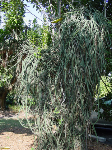Alternative view of Bizarre Dancing Rain Tree Cactus* (euphorbia excelsa monstrosa)