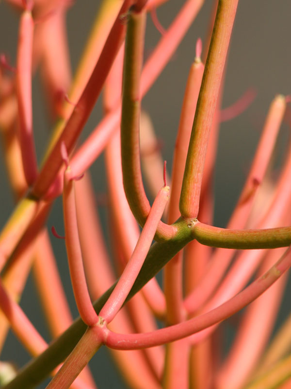 Fast Growing Fire Sticks Cactus* (euphorbia tirucalli fire)