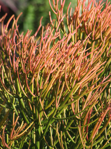 Alternative view of Fast Growing Fire Sticks Cactus* (euphorbia tirucalli fire)