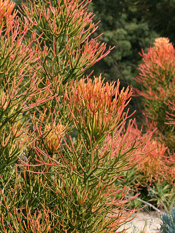 Fast Growing Fire Sticks Cactus* (euphorbia tirucalli fire) - Image 3