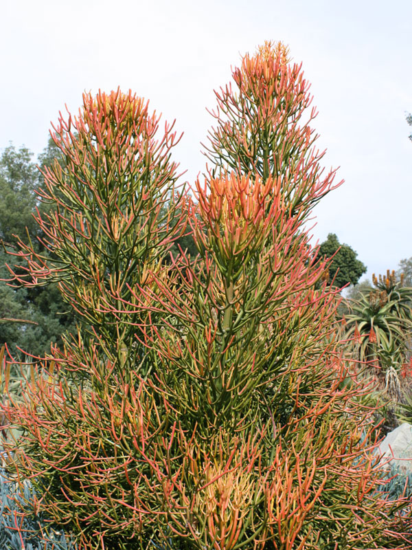 Fast Growing Fire Sticks Cactus* (euphorbia tirucalli fire) - Image 4