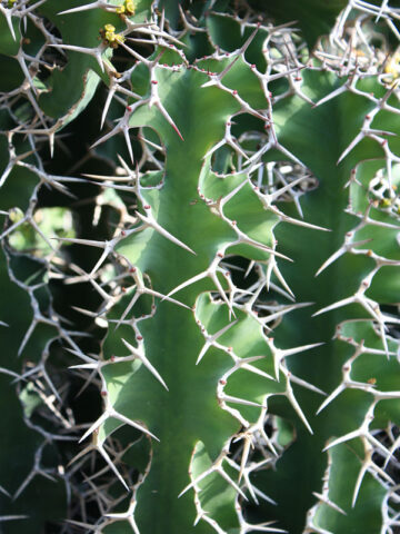Alternative view of Lg. Showy Cow Horn Cactus* (euphorbia grandicornis)