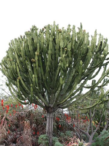Lg. #1 Flowering Giant Candelabra Tree Cactus* (euphorbia ingens)