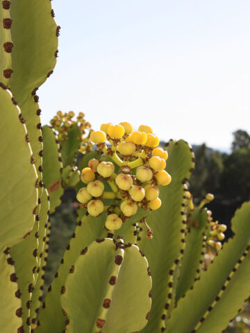 Alternative view of Lg. #1 Flowering Giant Candelabra Tree Cactus* (euphorbia ingens)