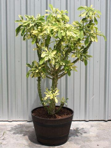 Alternative view of Beautifully Variegated Desert Tree Cactus* (euphorbia neriifolia variegata)