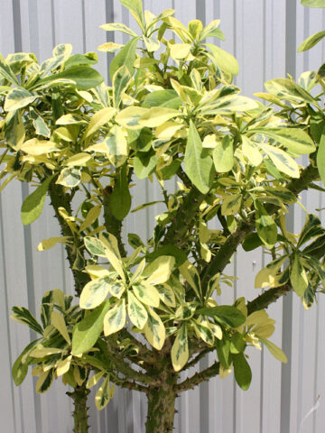 Beautifully Variegated Desert Tree Cactus* (euphorbia neriifolia variegata)