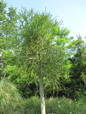 Alternative view of Popular Ornamental Pencil Cactus* (euphorbia tirucallii)