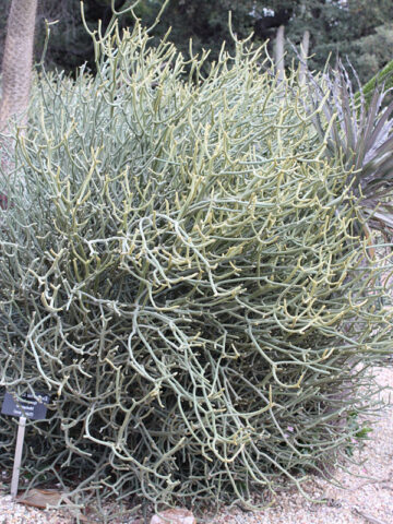 Lg. Ornamental Spineless Silver Shrub Cactus* (euphorbia stenoclada)