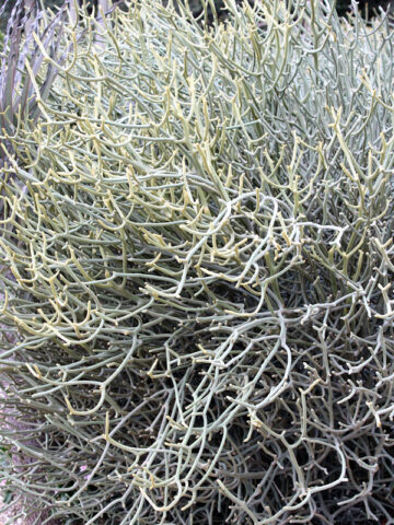 Alternative view of Lg. Ornamental Spineless Silver Shrub Cactus* (euphorbia stenoclada)