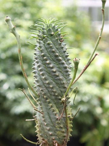 Leafy Spinescens Cactus* (euphorbia spinescens multifolia)