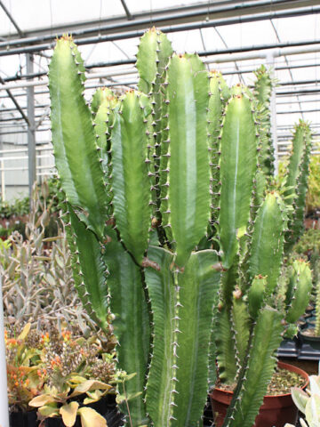 Lg. Ornamental Eritrea Emerald Giant Cactus* (euphorbia eritrea)