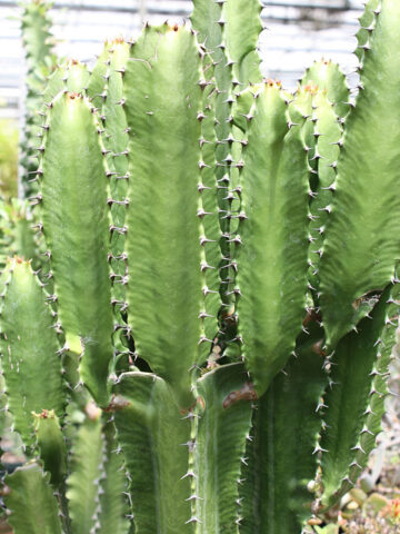 Alternative view of Lg. Ornamental Eritrea Emerald Giant Cactus* (euphorbia eritrea)