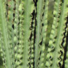 Lg. Magnificent Eritrea Emerald Ripple Cactus* (euphorbia eritrea ripple)