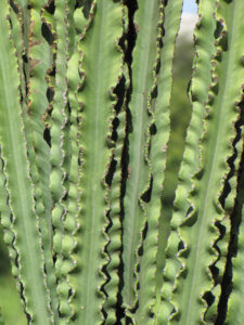 THE CACTUS MEGASTORE