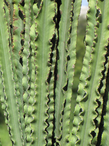 Lg. Magnificent Eritrea Emerald Ripple Cactus* (euphorbia eritrea ripple)