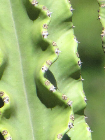 Alternative view of Lg. Magnificent Eritrea Emerald Ripple Cactus* (euphorbia eritrea ripple)
