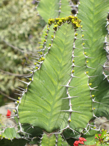 Alternative view of Lg. Mottled Pseudocactus Tiger Tree Cactus* (euphorbia pseudocactus)