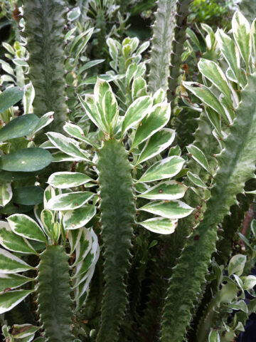 Alternative view of Rare Trigona Variegated White Tip Cactus* (euphorbia trigona)