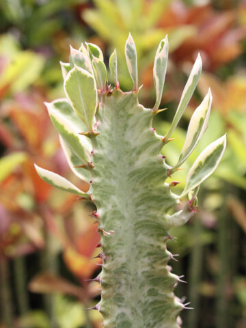Rare Trigona Variegated White Tip Cactus* (euphorbia trigona)