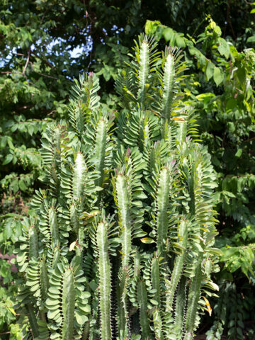 Fast Growing Trigona Jade Tiger Cactus* (euphorbia trigona)
