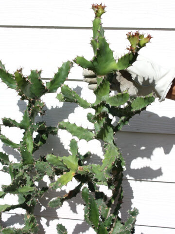Unusual Spiral Tortilis Cactus* (euphorbia tortilis)
