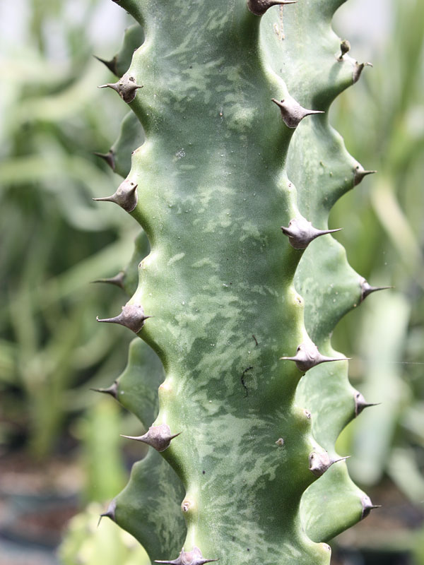 Graceful Trigona Green Monstrose Cactus* (euphorbia trigona)